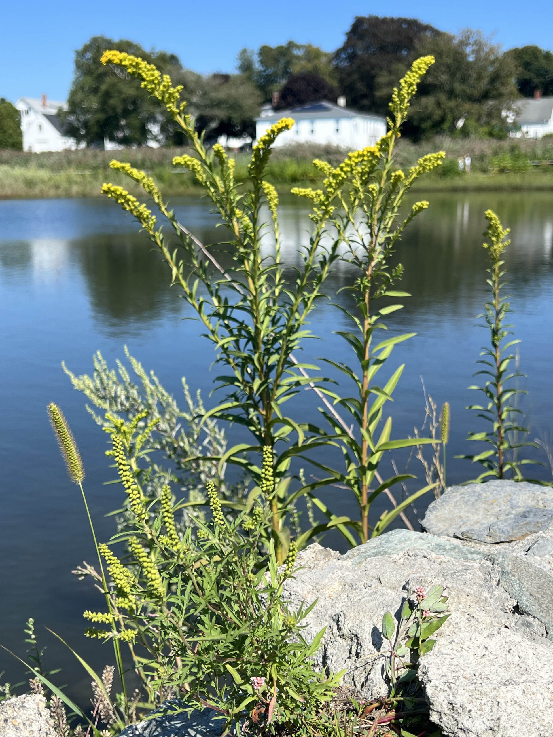 Hay fever isn’t from goldenrod News, Sports, Jobs Adirondack Daily Enterprise